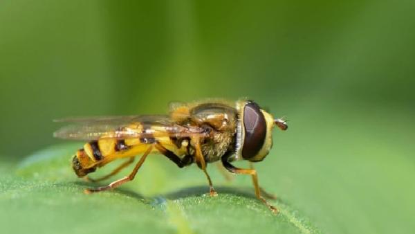 A new method is inspired by flower flies for drone detection