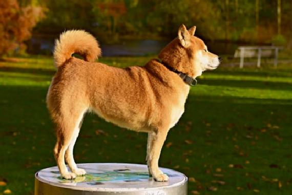 Expert: Check Out These 2 Altcoins Instead of Shiba Inu In March!