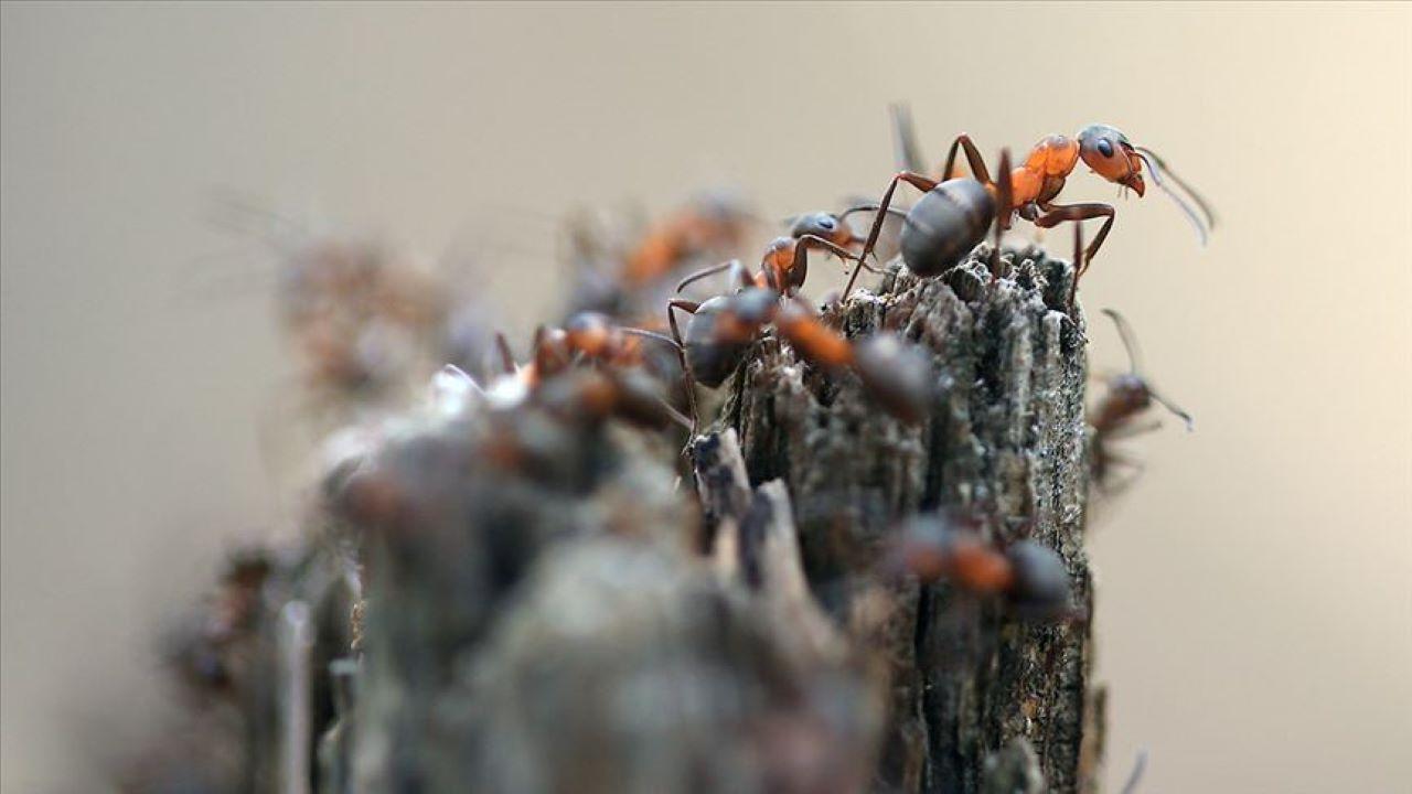 How many ants are there in the world?  The new prediction is too many to throw away the old ones.