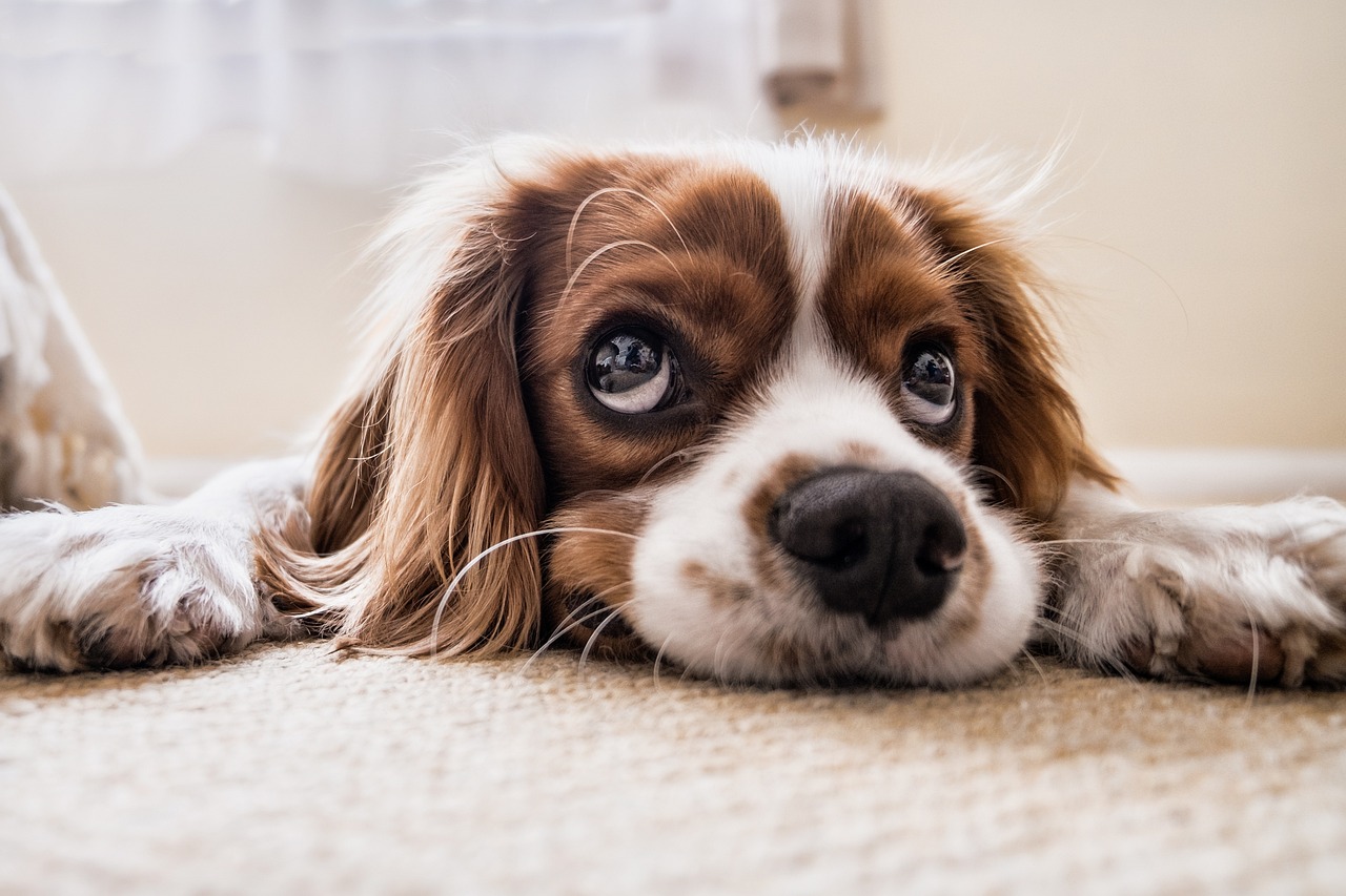 Köpeklerin Yaşam Süresi ve Boyut İlişkisi