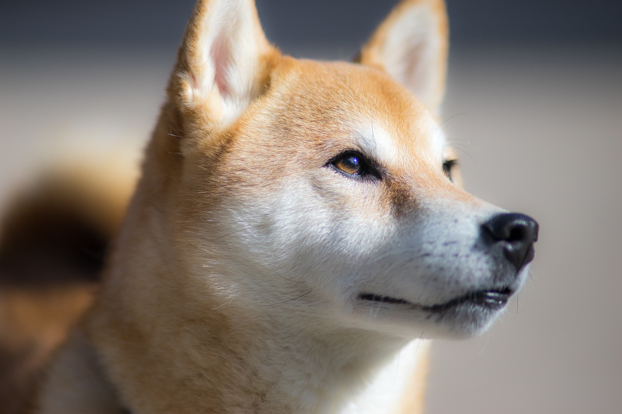 Kripto Dünyasında Şaşırtan Bir Başarı Öyküsü: Shiba Inu Yatırımı